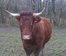 Vache